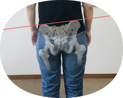 骨盤の傾きを骨模型で確認する様子